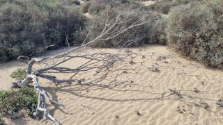 2023-GC--Mapalomas dunas-S123-234.jpg